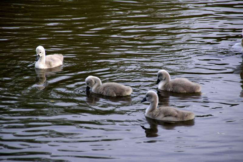 Schwaene auf der Sauer Bild Nr.062